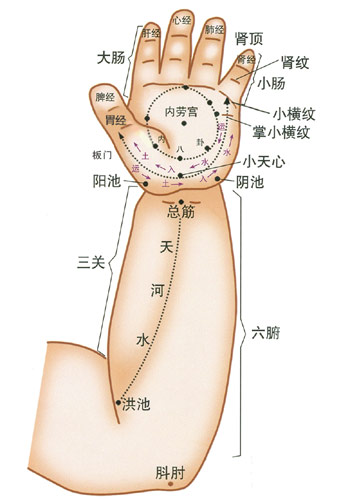 小兒推拿常用穴位：手肘部